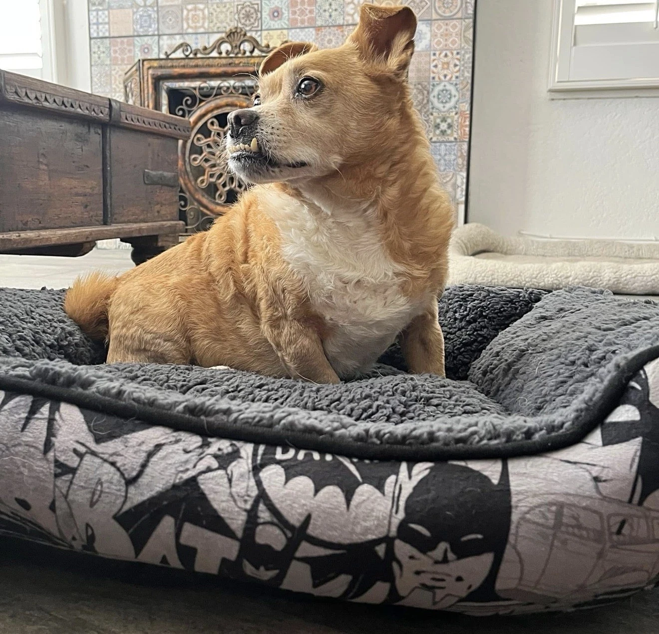 New Comics for Pet Batman Dog Bed | Soft and Comfortable Superhero Cozy 24x19x8
