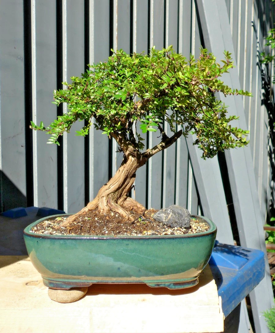 Bonsai Alt online kaufen | eBay.de