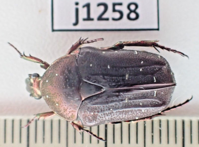 j1258. Insects, Cetoniidae sp. Vietnam, KonTum | eBay