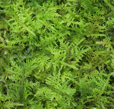 Live Moss sheet 4x4" piece BONUS Thuidium Fern Feather moss fairy garden bonsai