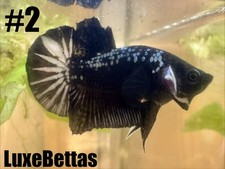 Live Betta Black Samurai HMPK Male Halfmoon Plakat Premium USA Ship 2