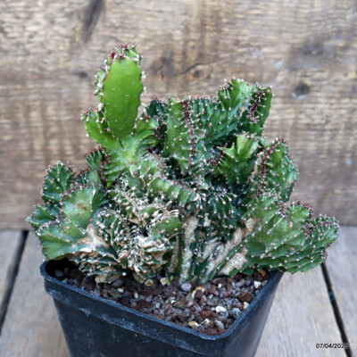 D705 EUPHORBIA ERITREA CRESTED pot10-H14-W18 cm MaMa Cactus | eBay