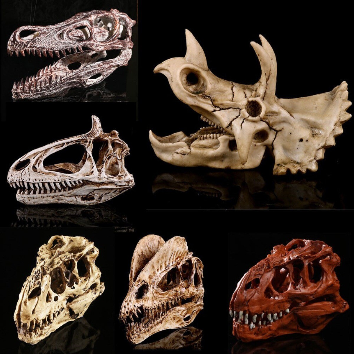 Triceratops Tyrannosaur Rex Skull Model Dinosaur Collection