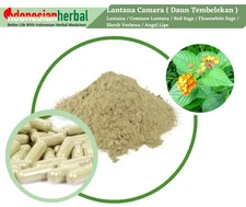 FRESH POWDER Lantana Common Lantana Red Sage Flowewhite Sage Lantana Camara Herb