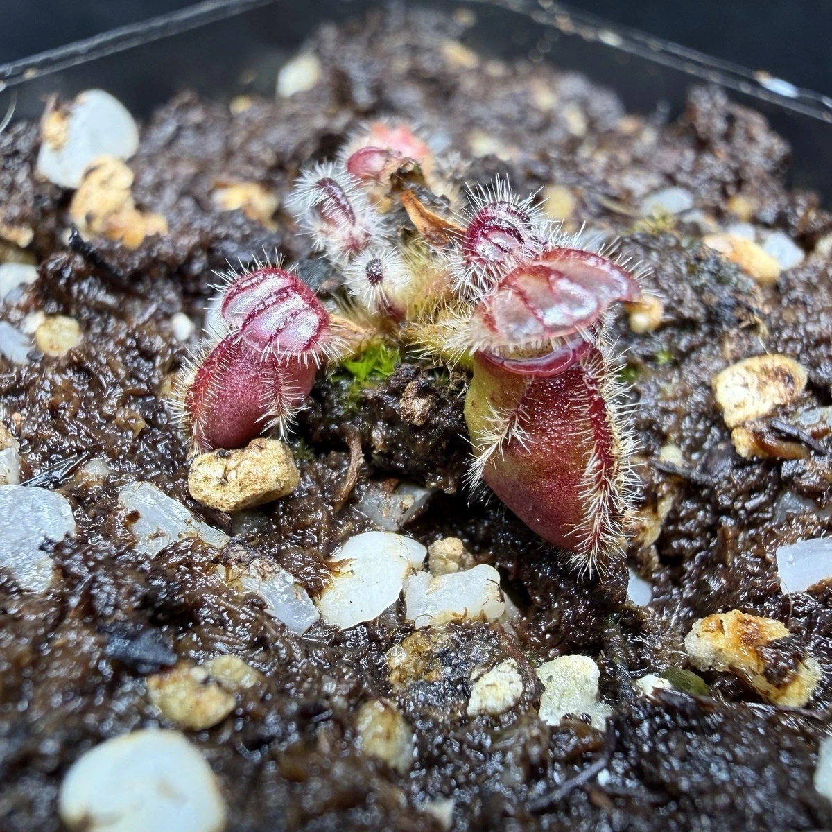 Pitcher Plant Cephalotus Carnivorous Plants for sale | eBay