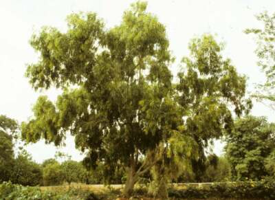Acacia auriculiformis, Earleaf Acacia, Northern Black Wattle - 20 Samen