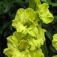 10 - GLADIOLUS DINGADONG Flower Bulbs PERENNIAL Beautiful Long Lasting US GROWN