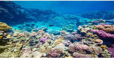 Aquarium Background Coral Reef Tropical Fish Undersea Fish Tank Background 36x20