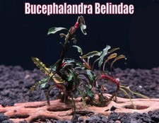 Bucephalandra Belindae Live Aquatic Buce Epiphyte Rhizome Fish Aquarium Plant