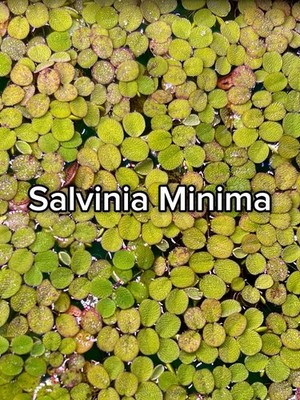 SALVINIA MINIMA Live Aquarium Floating Plants 50+ Easy Fast Growing Fish Tank
