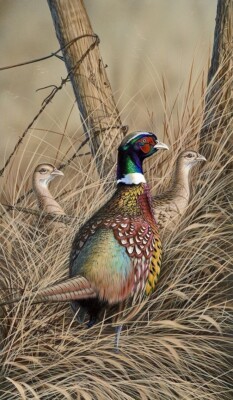 Ring-necked Pheasant Artwork / Wildlife Image, Multiple sized Poster / Prints