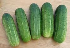 100+ Wisconsin SMR-58 Cucumber Seeds - Pickling --- Heirloom - Organic - NON GMO