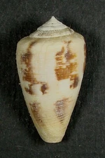 CONUS NOVAEHOLLANDIAE 34.04mm SUPER CHOICE SPECIMEN Port Hedland, West Australia