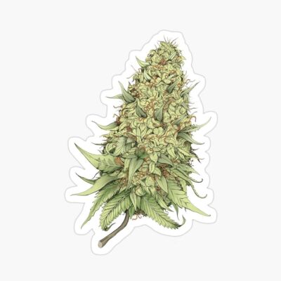 Cannabis Bud Sticker Decal | eBay