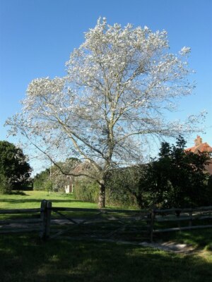 Foto 6x4 Weiße Pappel, Shergolds Farm Plumpton grün auf der grünen Gasse o c2009