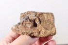 Eden Valley Petrified Wood 5 oz. Limb Cast rough w/ Fossil Algae end cut Lot Ed1 — photo 8
