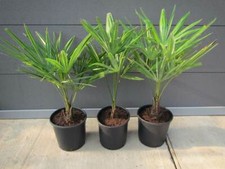 Trachycarpus fortunei - Hanfpalme 60-80cm - Winterhart -18°C - Gartenpalme