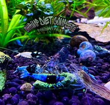 Shrimp Food Complete All in One for All Shrimp Invertebrates. 75 G