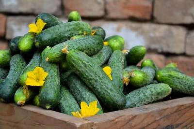 SEEDVILLE USA 200 NATIONAL PICKLING CUCUMBER Fruit Cucumis Sativus Seeds