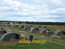 Photo 6x4 Pigs at Little Budgate Farm Cawdor Healthy and happy looking pi c2006