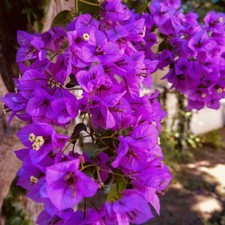 1 PC 3  POT ROYAL PURPLE BOUGAINVILLEA LIVE PLANT FRESH GUARANTEED BEST GIFT