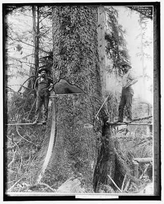 Photo:Tree Fellers with Crosscut Saw Paul Andrews Logging Photograph