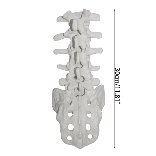 Human Lumbar Vertebrae Model with Sacrum for School Study Display Teaching Model - Picture 8 of 8