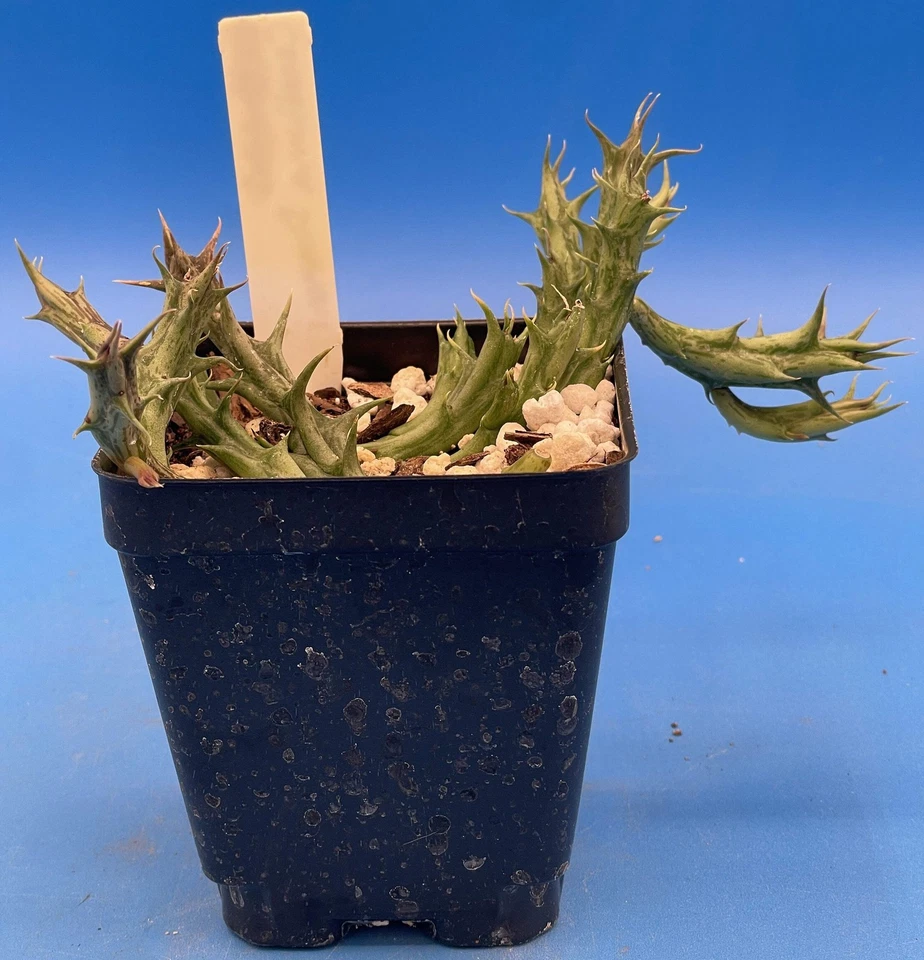 Orbea Dummeri 3.5 英寸盆栽植物良好 — 第 4/4 张图片