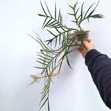 Philodendron 'TORTUM' TINY, fully rooted
