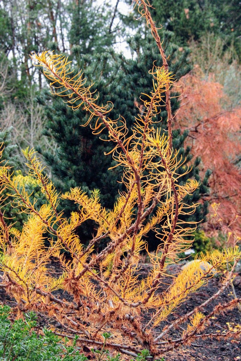 Larix decidua 'Krejci' - European Larch *Live Plant | eBay