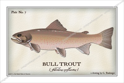 Trout,Bull,Fly,Fishing,Flies,fish,Angler,lure,reel,Salmon,river