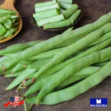 Premium Fresh 256 Seeds Bean Pole Kentucky Wonder Brown Non-GMO Heirloom