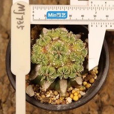 Sale G-rafted Rare plant  A ritteri WYSIWYG Boutique Garden Decor Multi Heads