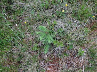 Photo 12x8 Conifer sapling at 530m Fasnacloich Without grazing/browsing pr c2017