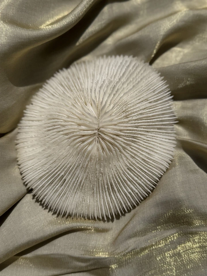 Vintage Natural Coral Display Bleached Specimen Coastal Home Decor Sea Life - Image 3 of 4