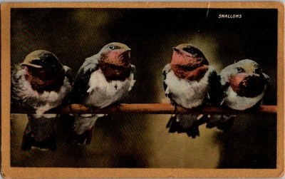 1909 Swallows Birds Postcard Votes for Women Suffrage Stamp Brooklyn NY