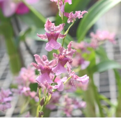 Oncidium orchid live plant 'Rosy sunset' Miniature-Pink Twinkle