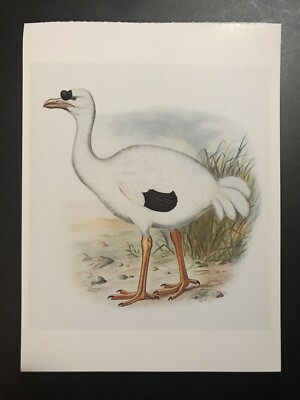 POSTCARD EXTINCT MAMMALS & BIRDS- REUNION DODO, REUNION, AFRICA, # 2, 1710-1715.