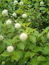 Buttonbush, Honeyball Shrub (Cephalanthis occidentalis), 70 seeds