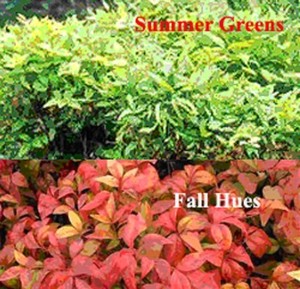 Fire Nandina Domestica Dwarf Heavenly Bamboo Colour Changing Image Is Loading Fire Nandina Domestica Dwarf Heavenly Bamboo Colour Changing
