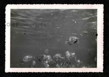 UNDER WATER PIC PAN FISH SWIMMING OLD/VINTAGE PHOTO SNAPSHOT- D503