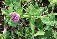 10 LBS RED CLOVER FOOD PLOT SEED FOR DEER, TURKEY, WILDLIFE, COATED SEED