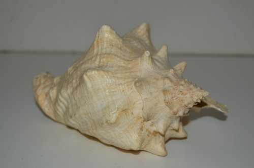 Vintage White Conch Shell North Coast California 7+" Rare 1lb 12.4oz - Picture 7 of 10