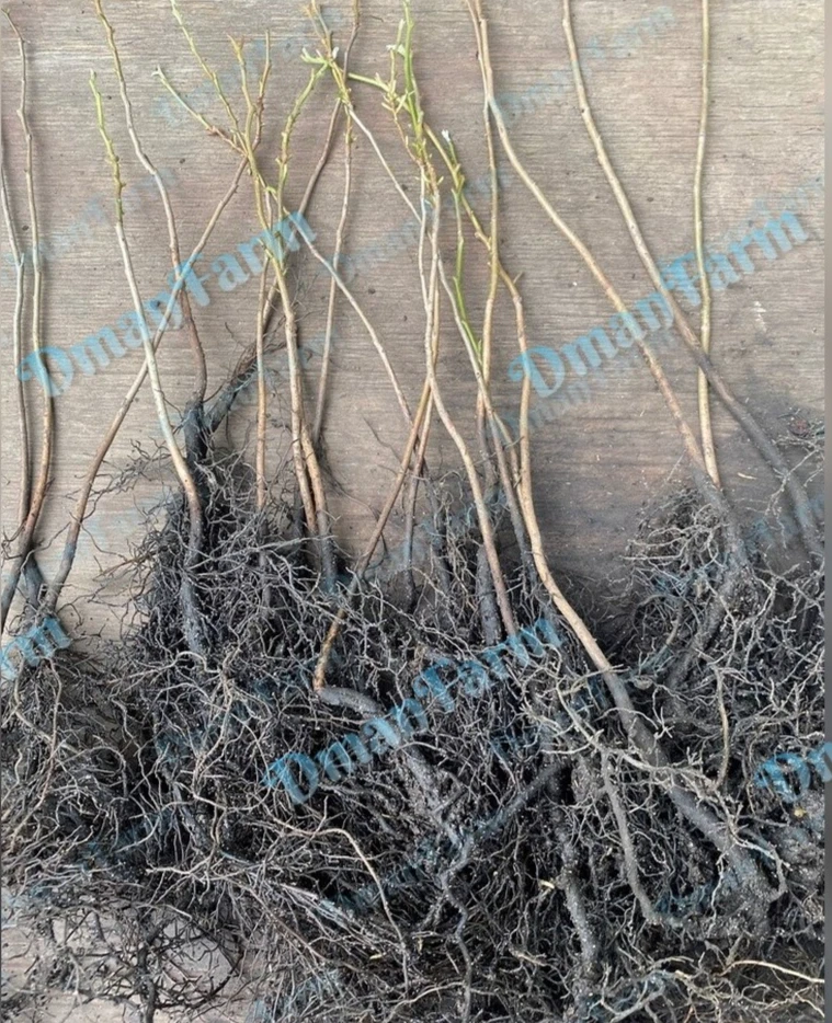 TRES (3) árboles de caqui 12"-16" plántula nativa americana Diospyros Virginiana Foto 3 de 4