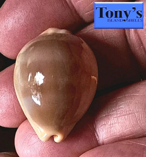 Cypraea sulcidentata f. hawaiiensis #1 31.4mm ULTRA! AWESOME BEAUTY from Hawaii