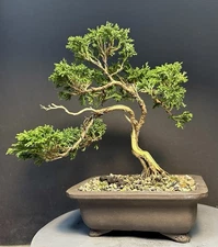Bonsai Tree Mame Chamaecyparis Pisifera Tsukumo Cypress 9” Tall Chinese Pot