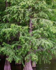 3 Bald Cypress Tree - Taxodium distichum - 12-24" Tall