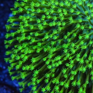 Cornbred's Japanese Toadstool - Frag - LIVE CORAL