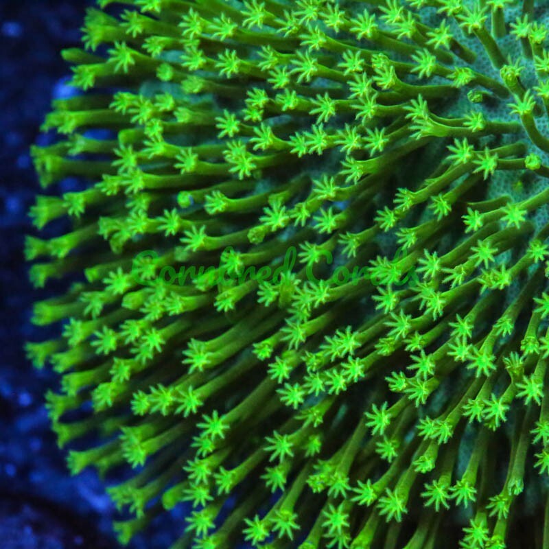Cornbred's Japanese Toadstool - Frag - LIVE CORAL