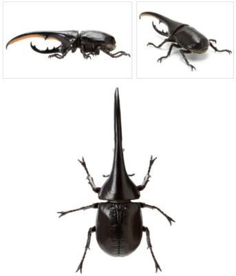 Bandai Gashapon Mini Collection Figure Beetle 01 Hercules Beetle